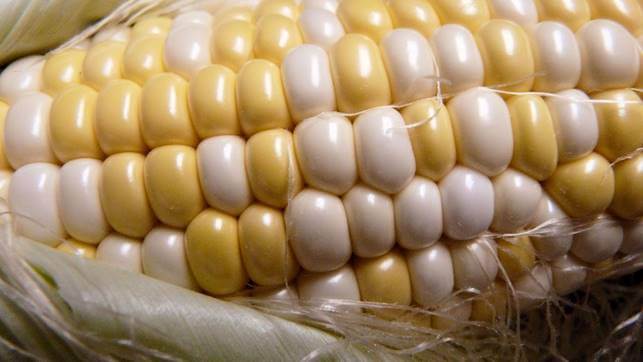 Sweet corn contains high sugar content