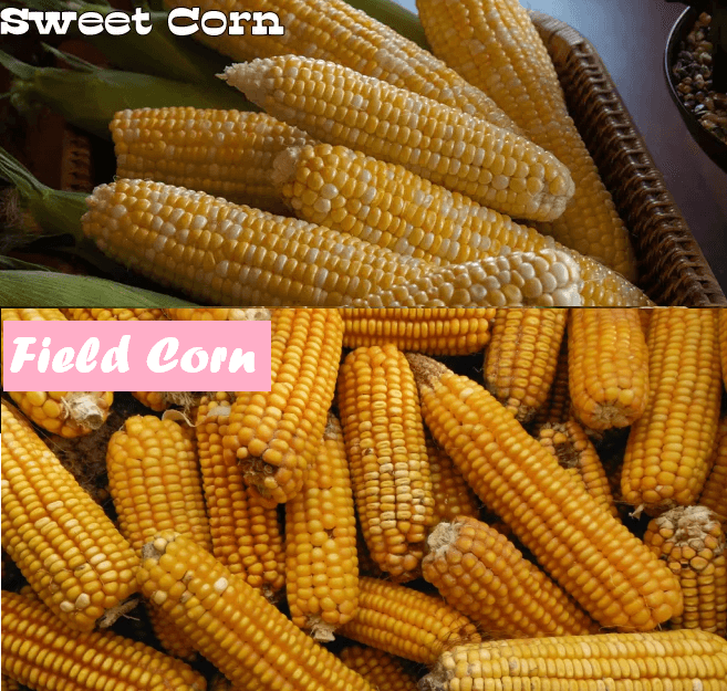 What’s the difference between sweet corn and field corn