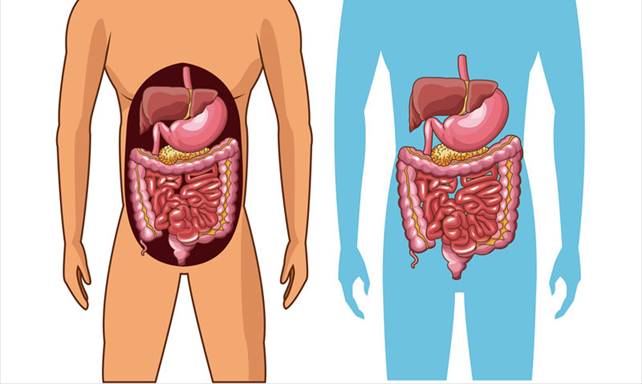 Function of the digestive system